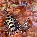 shrimp_coleman_bhr_tam_v_0337_bal6199.jpg